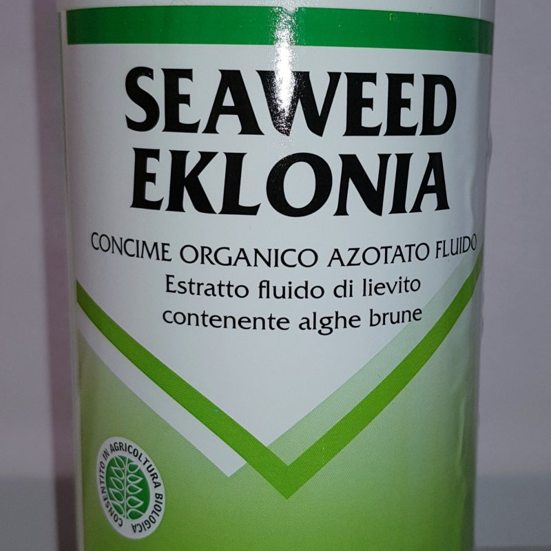 Seaweed Eklonia